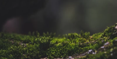 Het is lente: gooi je tuin op de schop met gehuurd tuingereedschap